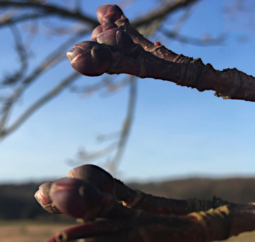 2 Äste mit Knospen